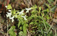 Stachys annua