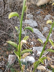 Campanula austroadriatica