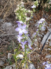 Campanula austroadriatica