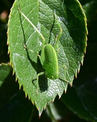 Tettigoniidae