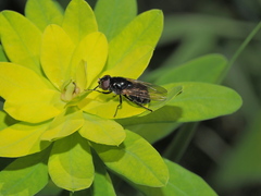 Cheilosia vernalis