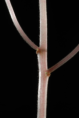 Parietaria floridana