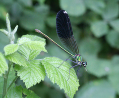 Calopteryx splendens intermedia