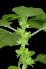 Parietaria floridana