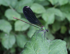 Calopteryx splendens intermedia