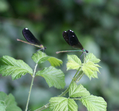 Calopteryx splendens intermedia