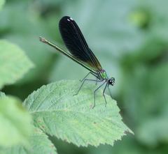 Calopteryx splendens intermedia