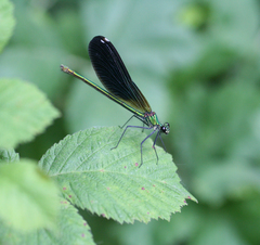 Calopteryx splendens intermedia
