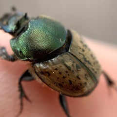 Onthophagus vacca