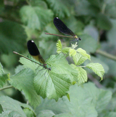 Calopteryx splendens intermedia