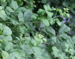 Calopteryx splendens intermedia