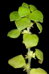 Parietaria floridana