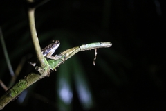 Pedostibes tuberculosus