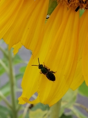Paragapostemon coelestinus