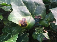 Xanthomonas campestris