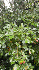 Quercus nigra