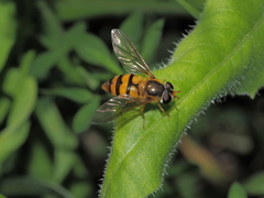 Epistrophe ochrostoma