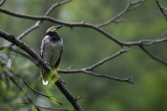 Gracupica nigricollis