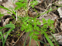 Chaerophyllum procumbens