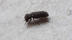 Lichenophanes varius