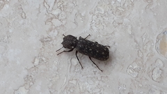 Lichenophanes varius