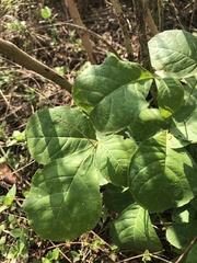 Ptelea trifoliata mollis