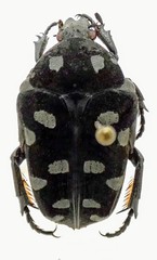 Euglypta coeruleosignata