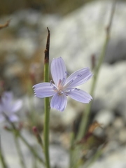 Astartoseris
