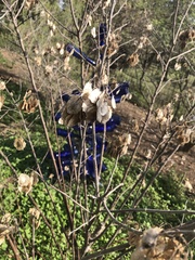 Ptelea trifoliata mollis