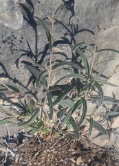 Boerhavia linearifolia