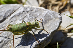 Ephippiger terrestris