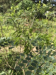 Leucaena retusa