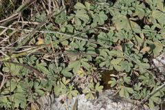 Potentilla cinerea