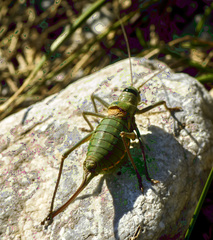 Ephippiger terrestris