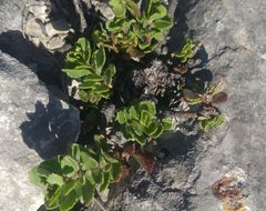Penstemon baccharifolius