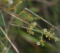 Thesium divaricatum