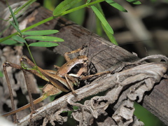 Pholidoptera pustulipes