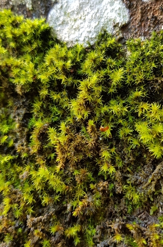 Image of Racomitrium fasciculare by (c) Helen Waterman, some rights reserved (CC BY)