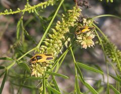 Chauliognathus scutellaris