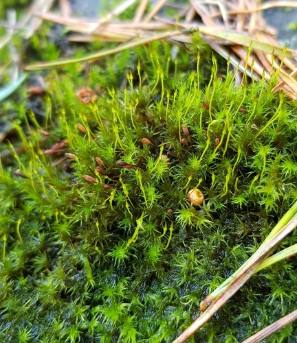 Image of Racomitrium fasciculare by (c) Helen Waterman, some rights reserved (CC BY)