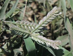 Eleusine tristachya