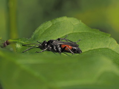 Arachnospila