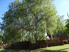 Searsia lancea