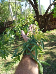 Searsia lancea