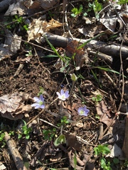 Hepatica americana
