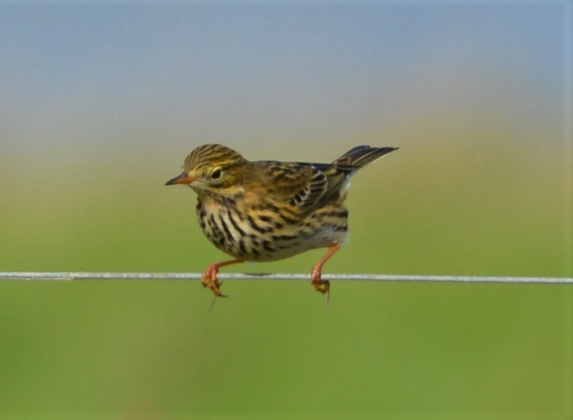 Pipit farlouse