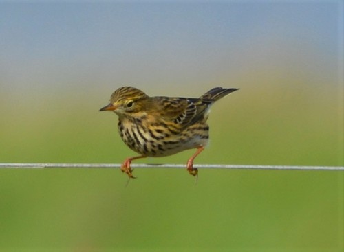 Foto de Meadow Pipit