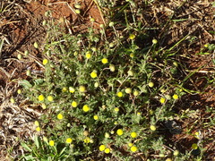 Asteroideae
