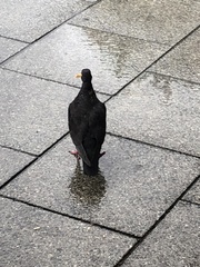 Columba livia domestica