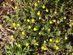 Asteroideae